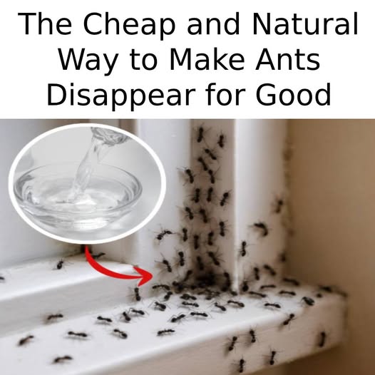 10 Best DIY Natural Ant Killer Recipes