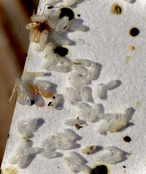 Found “Rice Grains” in Your Bed
