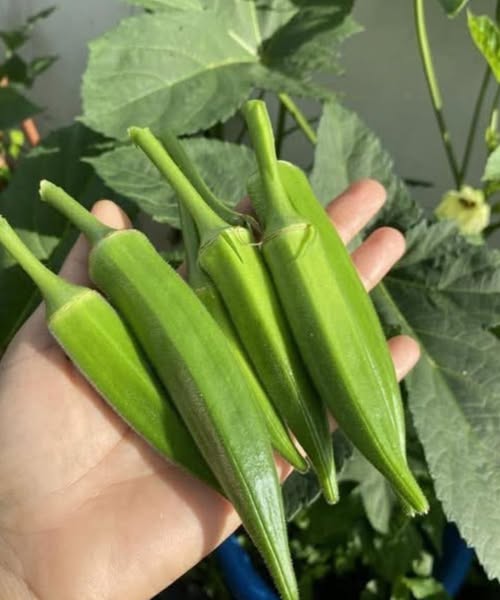Why Okra May Support Health, According to Experts