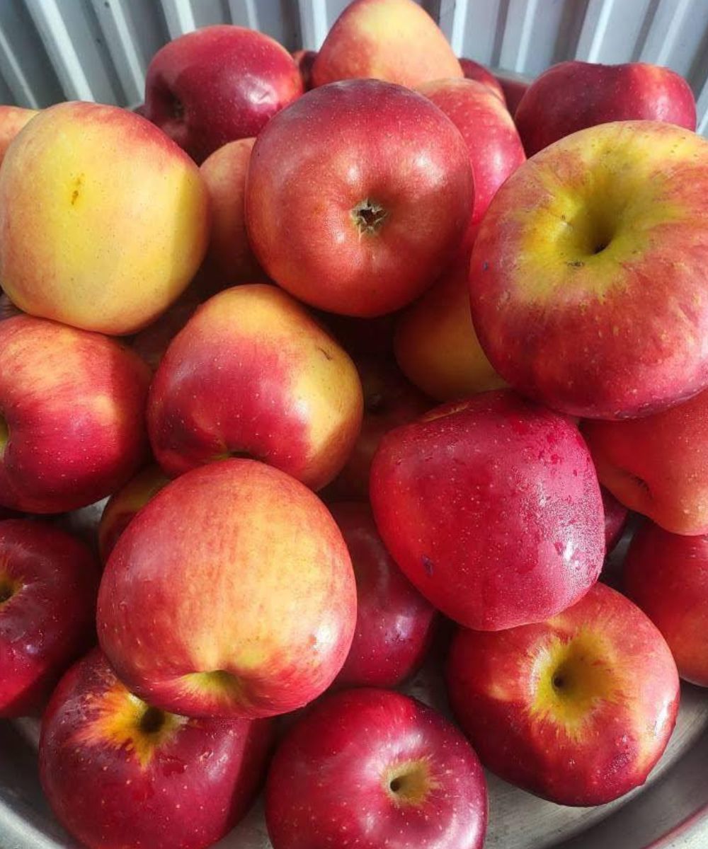 Having One Apple Each Evening Could Support Your Health in Remarkable Ways