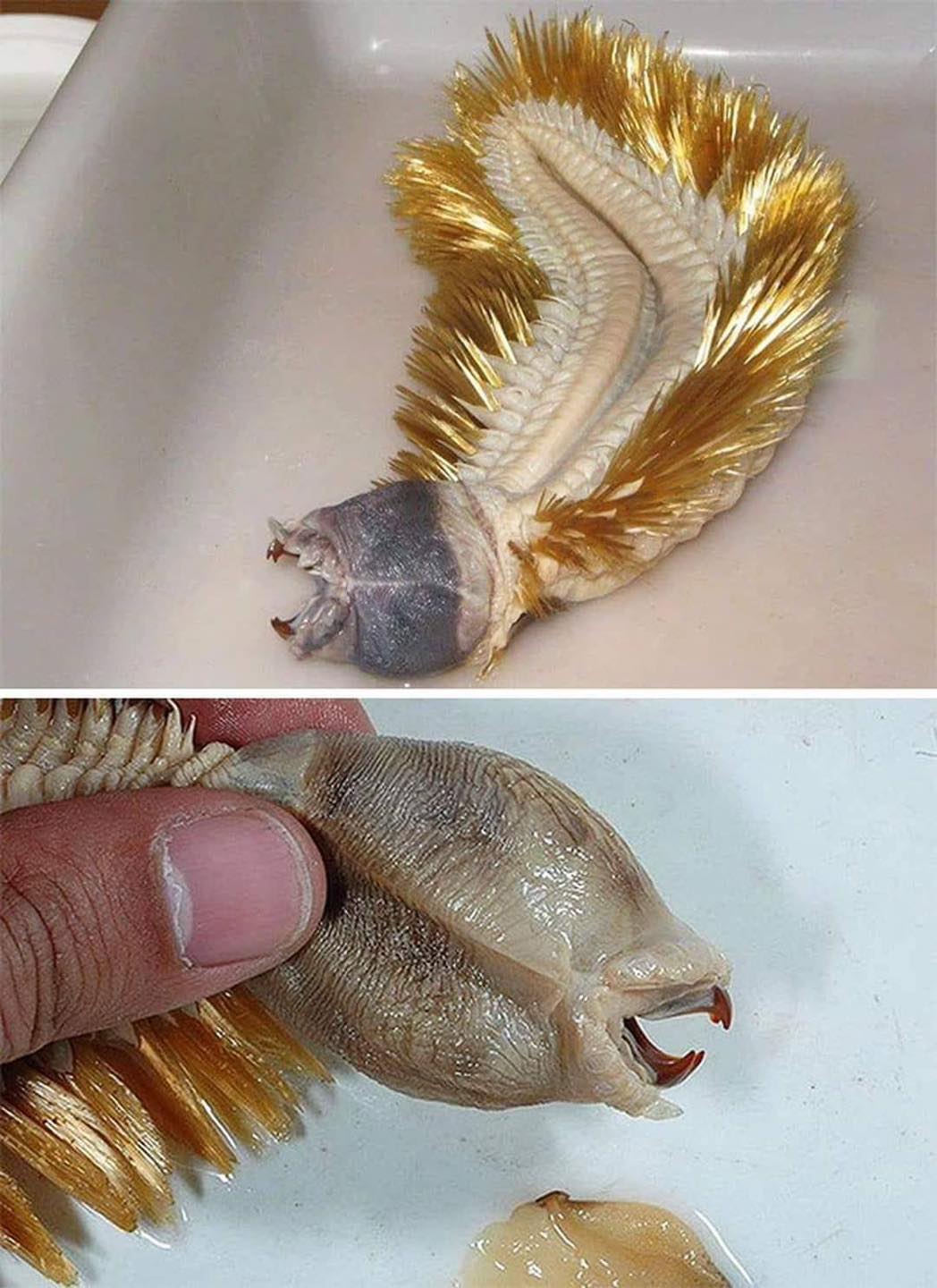 'Alien' creature stuns Internet when people realize what it really is