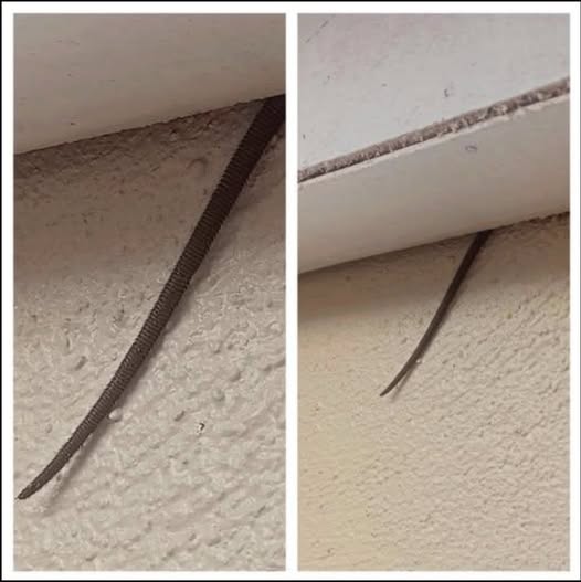 Online user finds creepy object hanging from ceiling