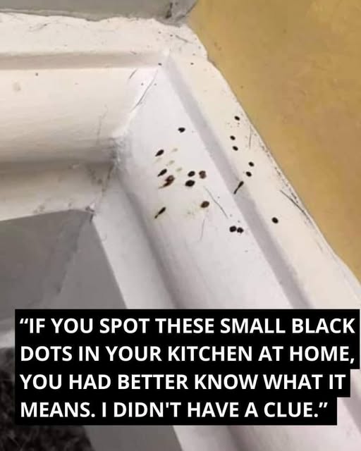 If You Spot These Mysterious Black Dots In Your Kitchen, Here’s What To Do?