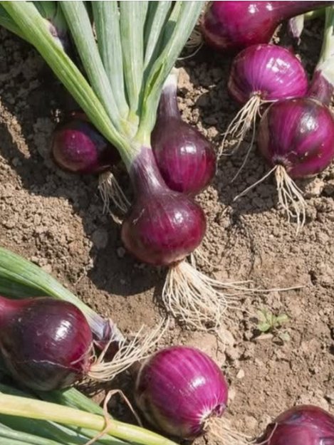 The Surprising Benefits of Eating Onions Every Day