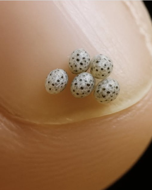 We Ordered a Salad — Then Noticed Tiny Black Specks in the Food