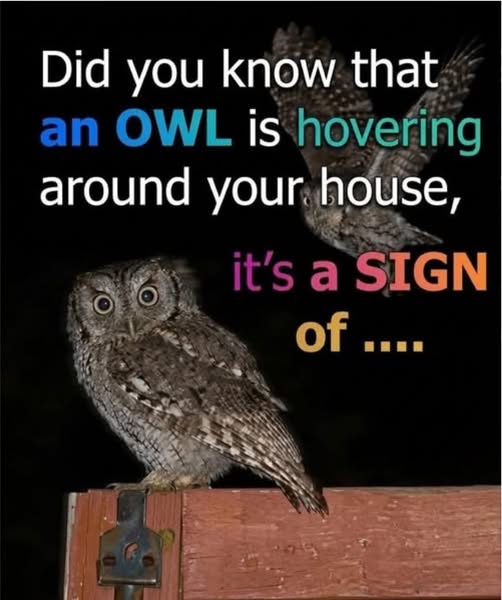 Did you know that an OWL is hovering around your house,...
