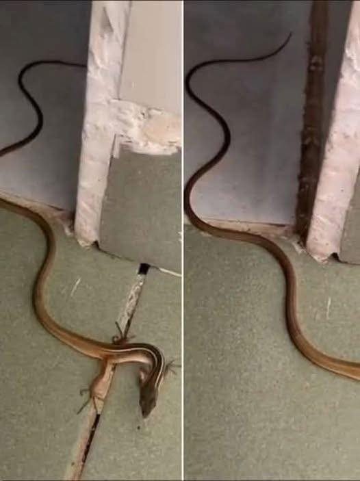 Plants that should not be planted around the house because they attract snakes, everyone needs to know to avoid them.
