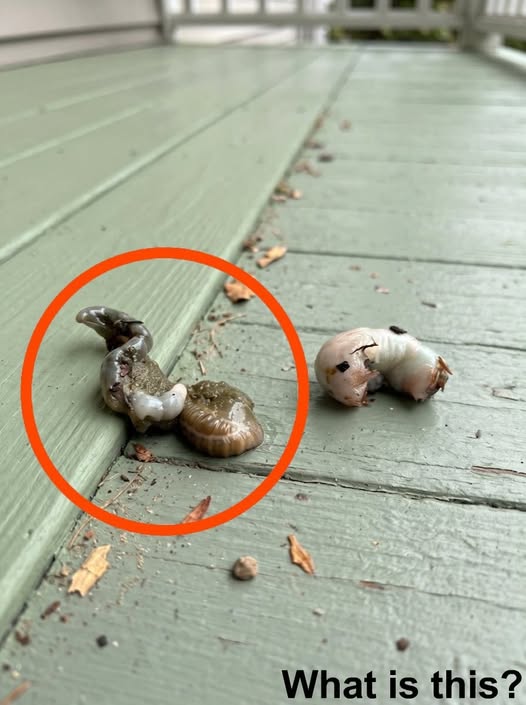 Does anyone know what this is? The answer surprised me quite a bit.