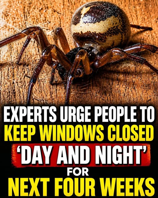Urgent Warning: Keep Windows Shut to Stop the Spider from Entering Homes