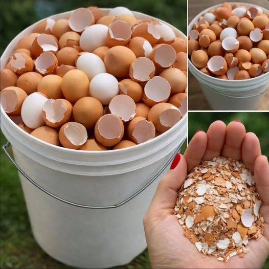 Don’t Toss Those Eggshells: 17 Ways to Reuse Them