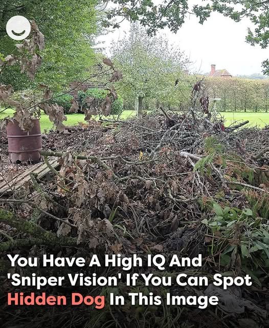 Can You Find the Hidden Dog? Only Those with ‘Sniper Vision’ Will Spot It