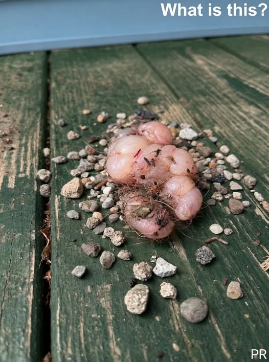 This morning, I stepped out onto the porch - usanews1.net