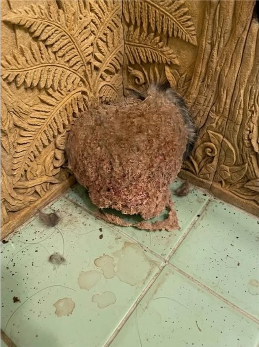 What is this, until I know the truth about what it is?