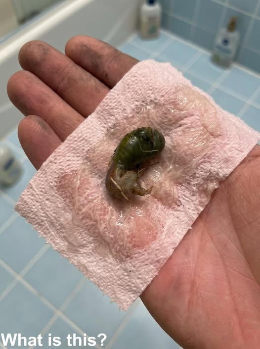 We found this in our bathroom. When I first saw it, I was really scαred.