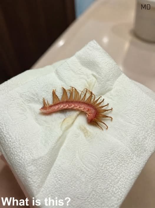 What My Girlfriend Found After Walking the Dog Left Us Completely Confused