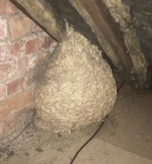 Man Discovers Secret Hidden Inside Attic Nest