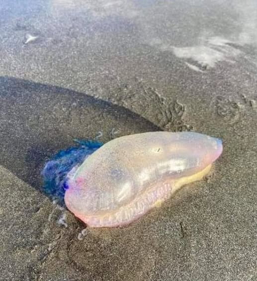 Beware of the Portuguese Man-of-War Washed Ashore-djssa