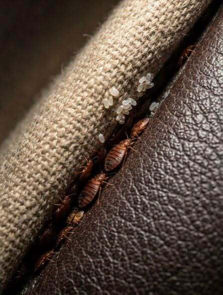 A Small Discovery Between the Sofa Cushions Left Me Completely Stunned