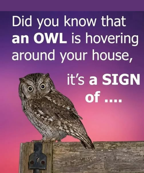 Did you know that an OWL is hovering around your house,...