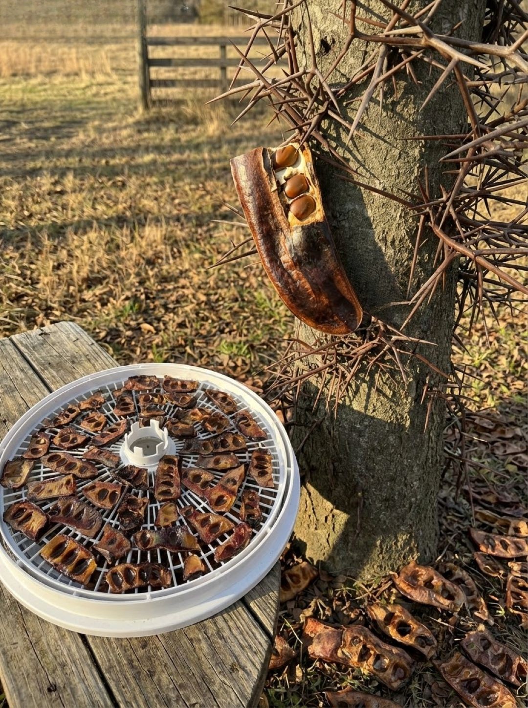 If this tree grows near you, you're sitting on gold without even realizing it