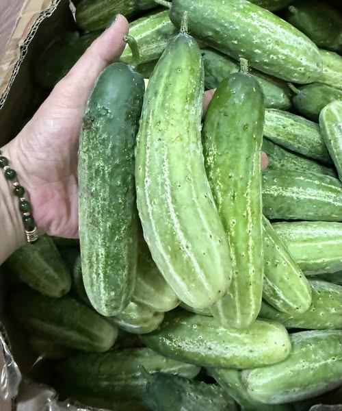 Doctors reveal that eating cucumbers in salads on an empty stomach causes...