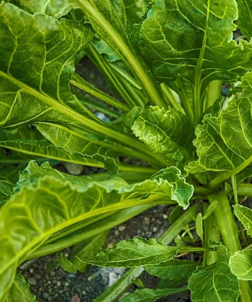 Doctors reveal that spinach causes...