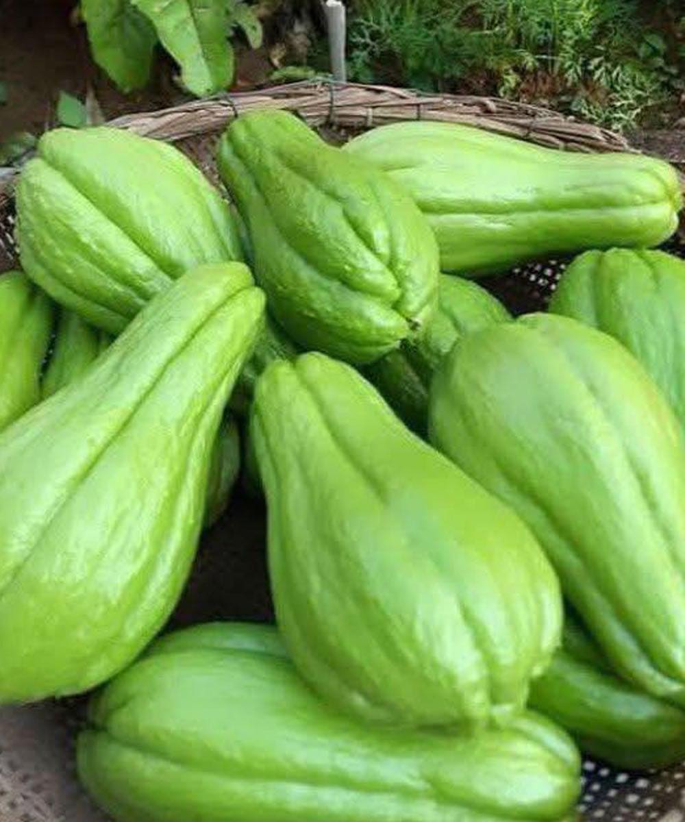 Doctors reveal that eating chayote causes .... See more