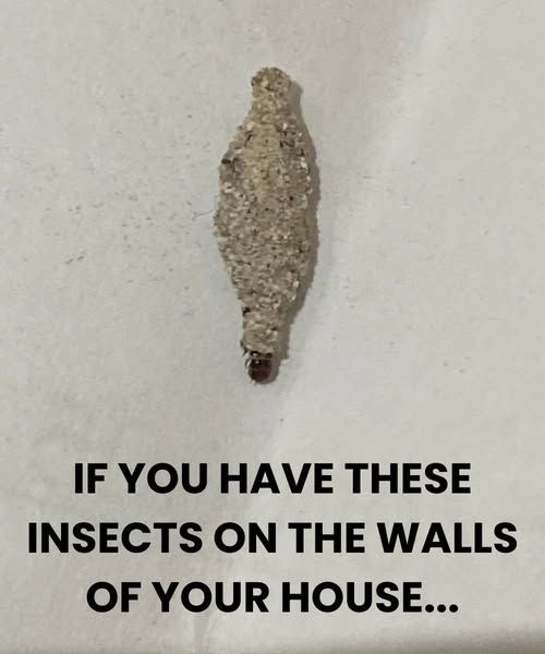 If you have these insects on the walls of your house...