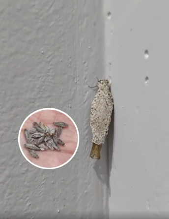 If you have these insects on the walls of your house...