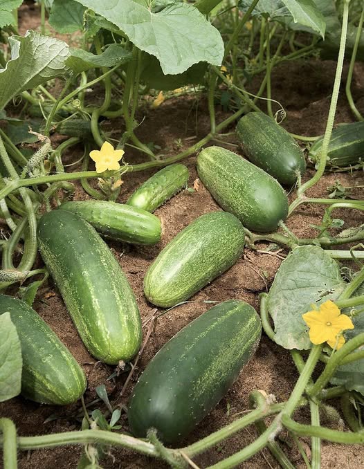 Doctors reveal that eating cucumbers causes...