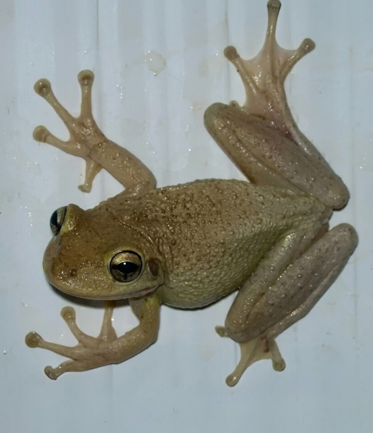 Did you know that when a FROG visits your house it means that you have...