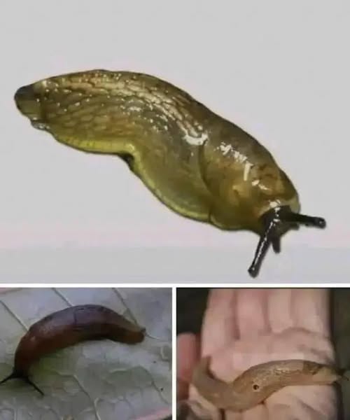 If you see a slug in your house, it means ....