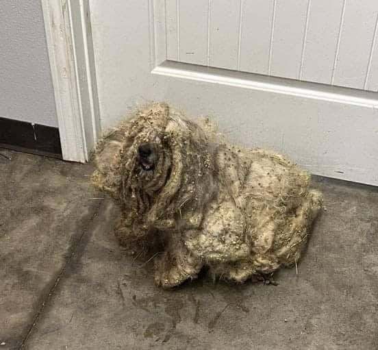 Extremely Matted Dog Considered to Be the ‘Worst Case’ of Neglect Looks Unrecognizable After Makeover