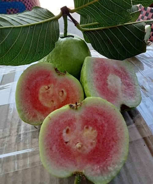 Doctors REVEAL that guava leaf tea causes in...