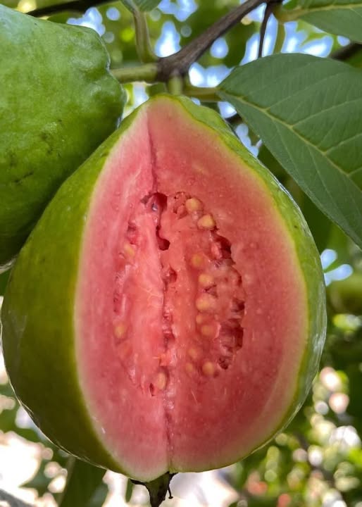Doctors reveal that eating guava every day can cause… See more