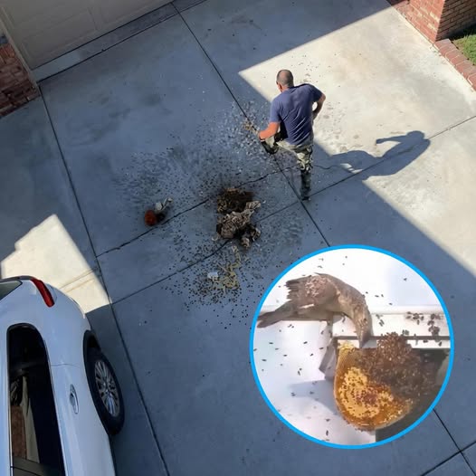 A hawk watched a man unknowingly destroy its home… and what happened next felt almost unbelievable.