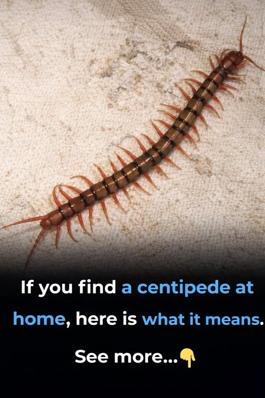 If you find a centipede at home, here is what it means...