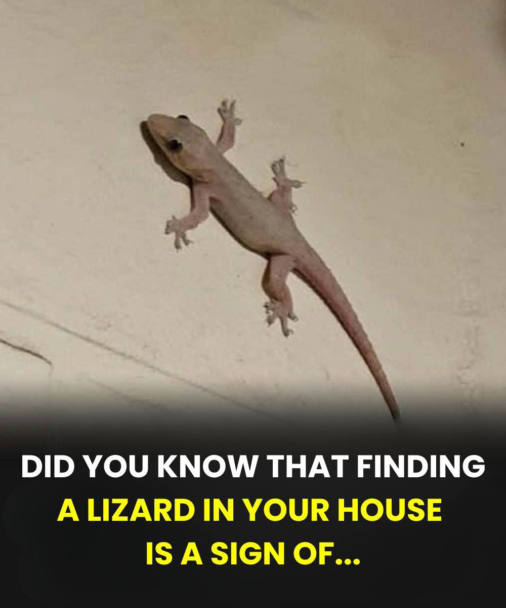 Did you know that when a lizard visits your house it's a sign of...