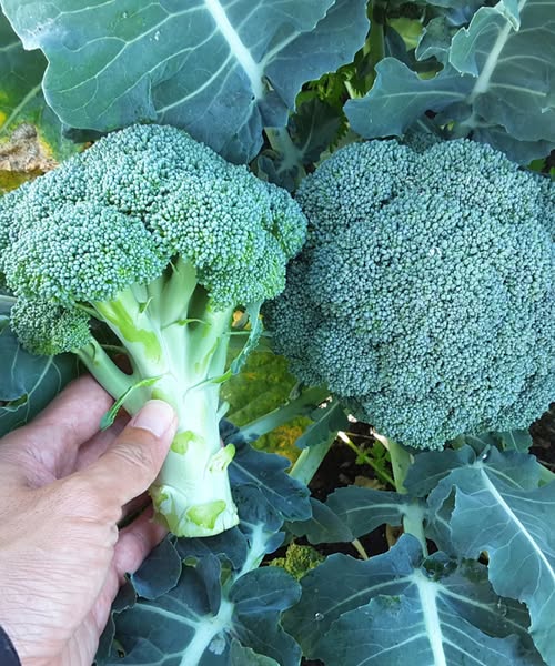 Doctors reveal that green broccoli causes...see more