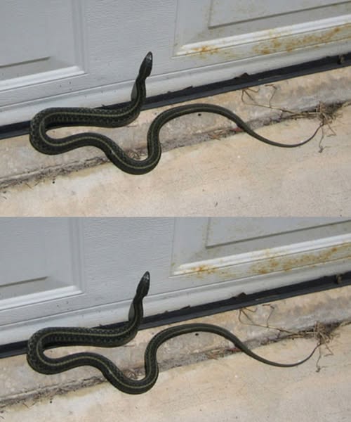 When this snake enters your house, it means you have