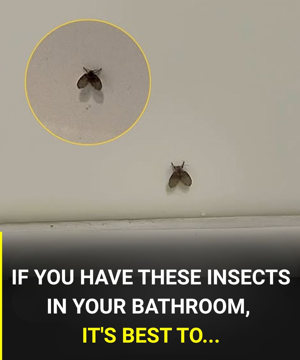 IF YOU HAVE THESE INSECTS IN YOUR BATHROOM, IT'S BEST TO...