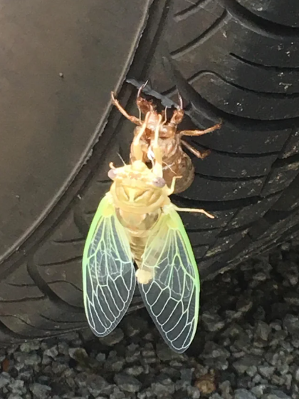 When this Cicada enters your house, it means you have...