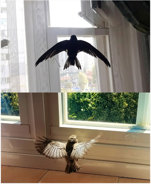 When a bird flies into your home, it means that you will soon have...