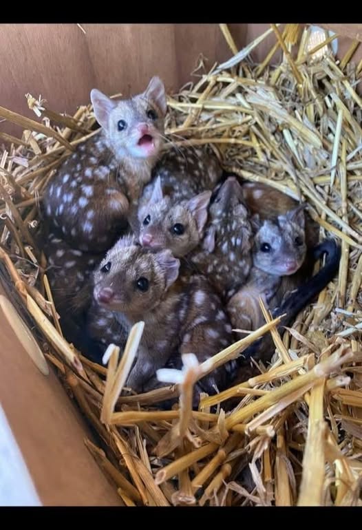 What are they and why are they here?