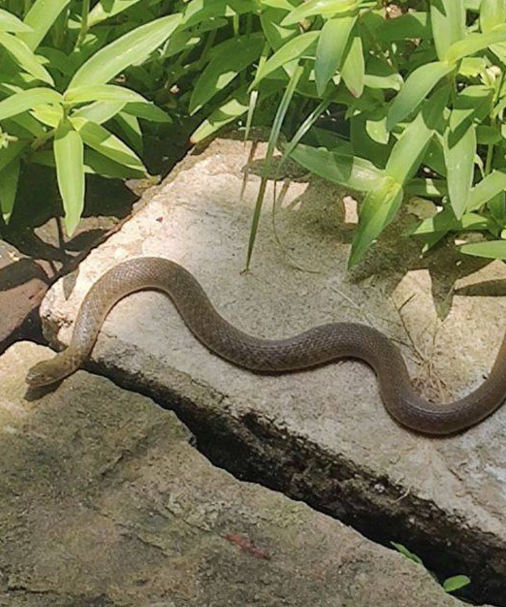 If snakes appear in your house, it's a sign of...Read more