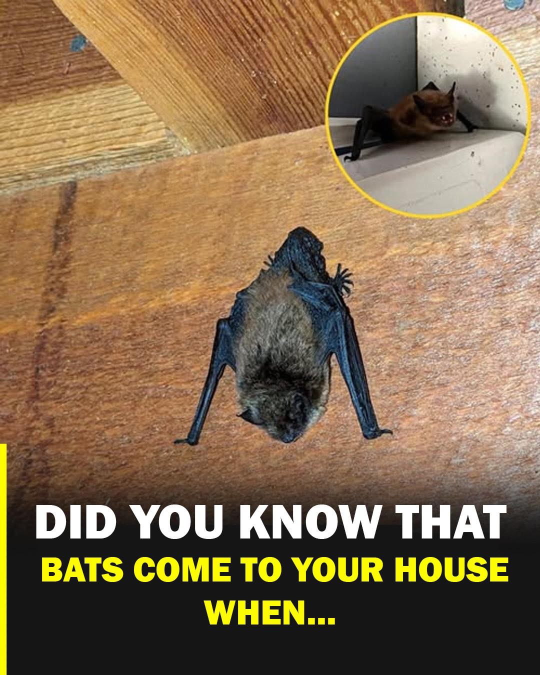 Did you know BATS come to your house when...