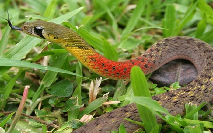 7 smells snakes can’t stand — place them around your home to help keep snakes away.