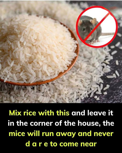 Use this with rice, and watch mice vanish from your house in no time