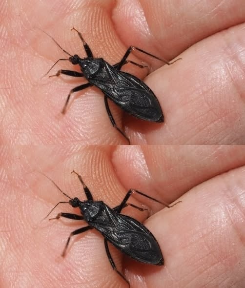 We don’t know what it is. Is it dangerous?