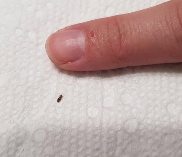 Curious About What It Is? Here's What We Found...